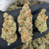 Bob Hope THCa Sativa Hemp Flower