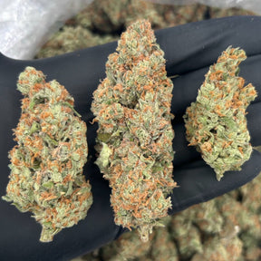 Bob Hope THCa Sativa Hemp Flower