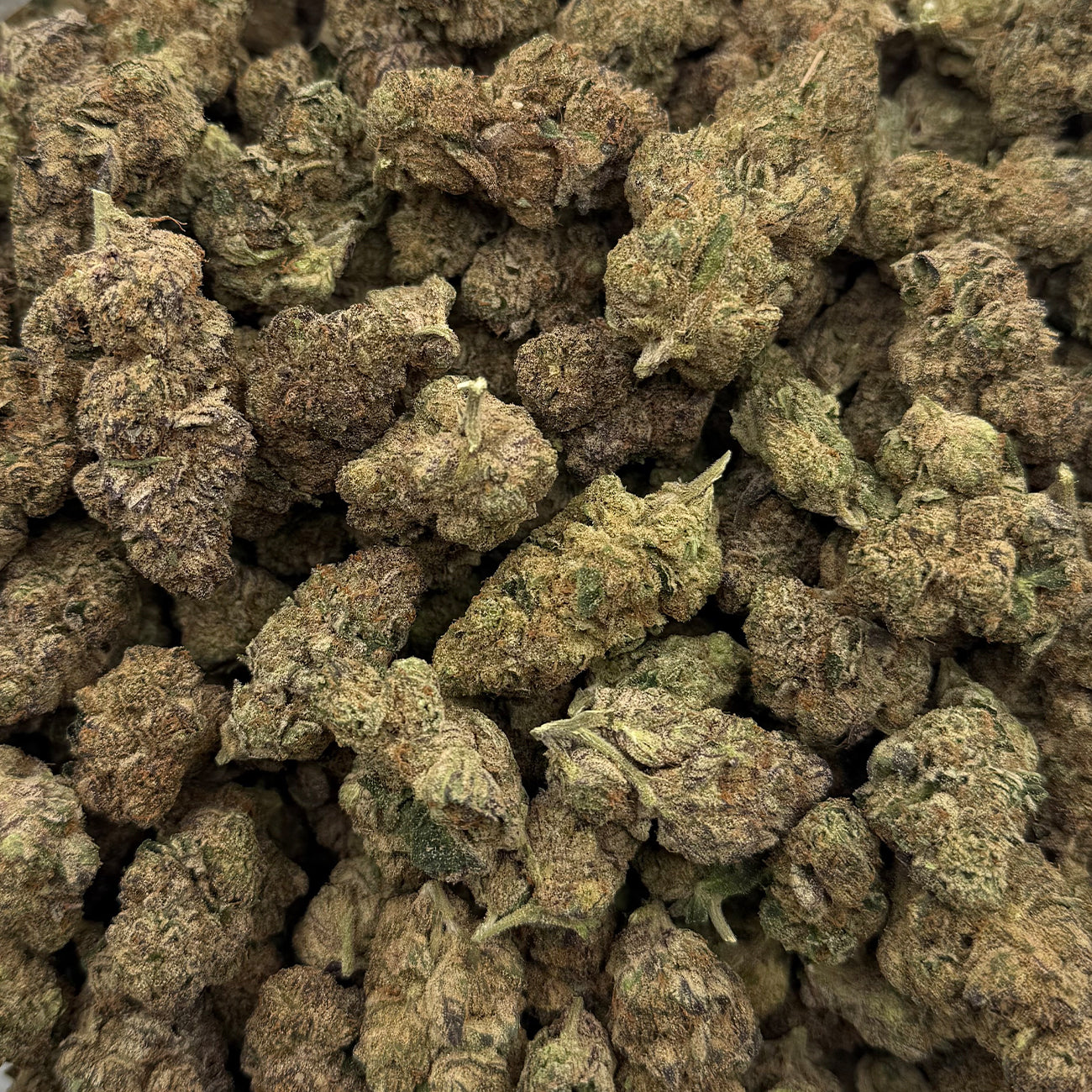 Bright green Super Future Haze hemp buds with visible trichomes and airy sativa structure