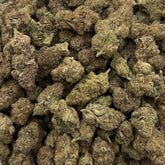 Bright green Super Future Haze hemp buds with visible trichomes and airy sativa structure